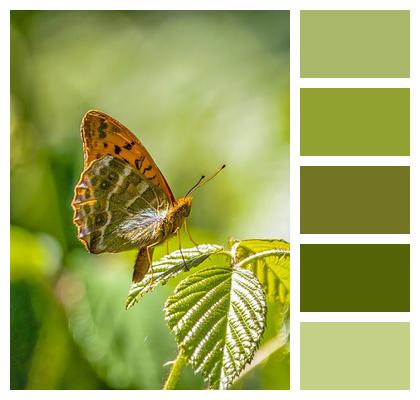 Butterfly Insect Silver Washed Fritillary Image